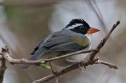 [Saffron-billed Sparrow]