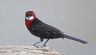 [Silver-beaked Tanager]