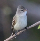 [Southern beardless Tyranulet]