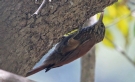 [Straight-billed Woodcreeper]