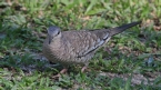 [Scaled Dove]