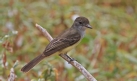 [Short-crested Flycatcher]