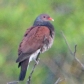 [Scaled Pigeon]