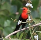 [Scarlet-headed Blackbird]