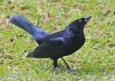 [Shiny Cowbird]