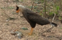 [Southern Caracara]