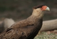 [Southern Caracara]