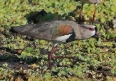[Southern Lapwing]