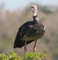[Southern Screamer]