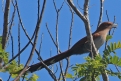 [Squirrel Cuckoo]