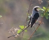 [Streamer-tailed Tyrant]