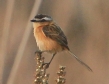 [Streamer-tailed Tyrant]