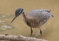 [Sunbittern]