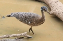 [Sunbittern]