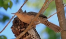 [Thrush-like Wren]