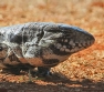 [Black & White Tegu Lizard]