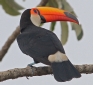 [Toco Toucan]