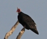[Turkey Vulture]