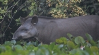 [Brazilian Tapir]