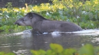 [Brazilian Tapir]