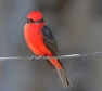 [Vermillion Flycatcher]