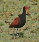 [Wattled Jacana]