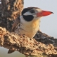 [White-eared Puffbird]