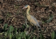 [Whistling Heron]