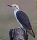 [White-headed Woodpecker]