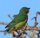 [Swallow & White-rumped Tanager]