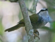 [White-striped Warbler]
