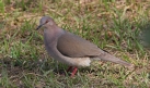 [White-tipped Dove]
