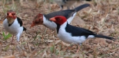 [Yellow-billed Cardinal]