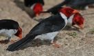 [Yellow-billed Cardinal]