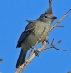 [Yellow-bellied Elaenia]