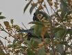 [Yellow-collared Macaw]