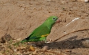 [Yellow-chevroned Parrot]