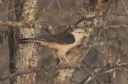 [Yellow-headed Caracara]