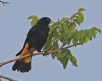 [Yellow-rumped Cacique]