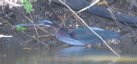 [Agami Heron]
