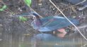 [Agami Heron]