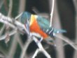[American Pygmy Kingfisher]