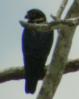 [Bat Falcon]