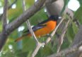 [Baltimore Oriole]