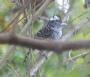 [Barred Antshrike]