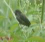[Blue-black Grassquit]