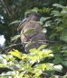 [Boat-billed Heron]