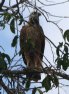 [Black-collared Hawk]