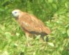 [Black-collared Hawk]
