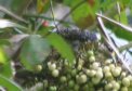 [Black-cheeked Woodpecker]